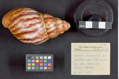 Foto (Übersicht mit Etikett) von Ausreckmesser (Streichmesser) (NHMW-ZOO-MO-0081100-ETH-135)